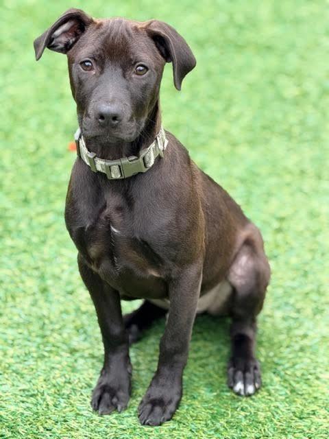 Enlarge Gizmo, a Adoptable mixed breed in Madison, GA image 2/2