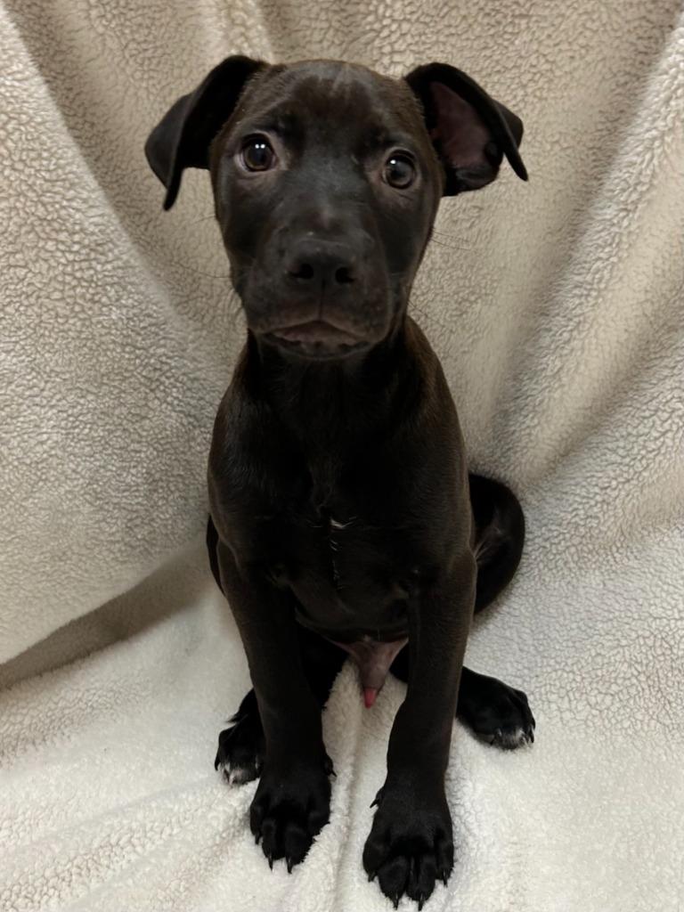Gizmo, Adoptable, Puppy Male Labrador Retriever & Hound.