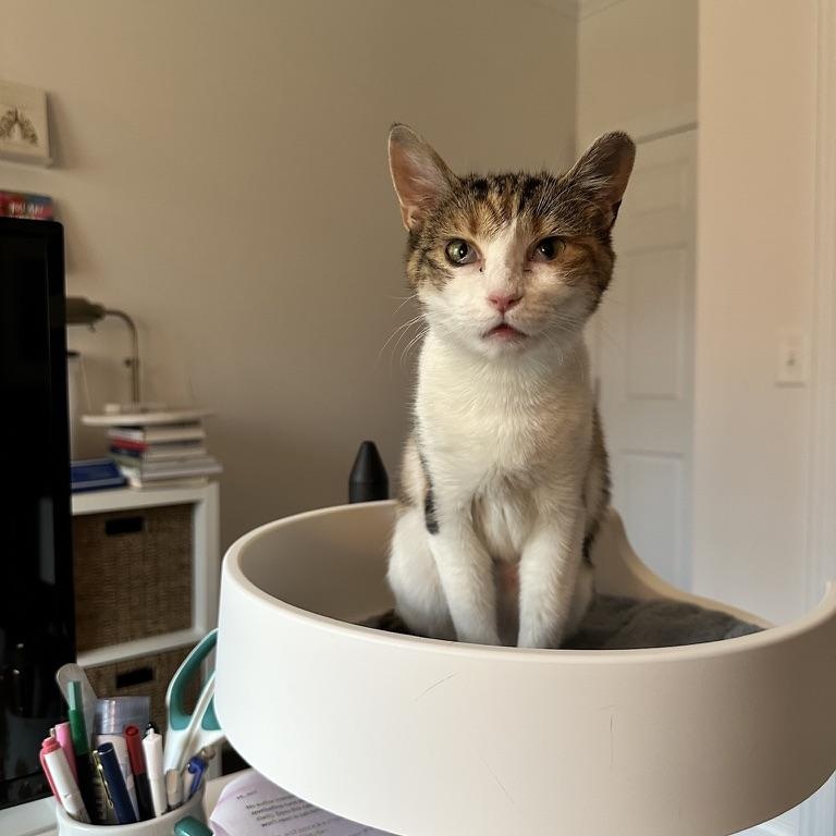 Banks, Adoptable, Young Female Domestic Short Hair.