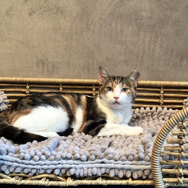 Enlarge Banks, a Adoptable Domestic Short Hair in DICKSON, TN image 2/5