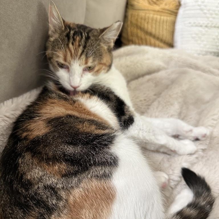 Enlarge Banks, a Adoptable Domestic Short Hair in DICKSON, TN image 5/5