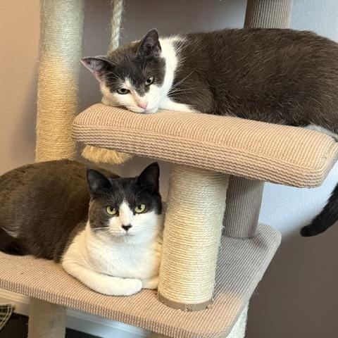 Button & Penny, a ADOPTABLE Domestic Short Hair in Olympia, WA image 3/4
