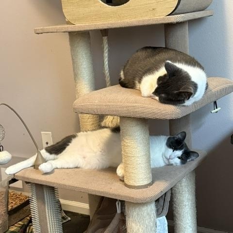 Button & Penny, a ADOPTABLE Domestic Short Hair in Olympia, WA image 4/4