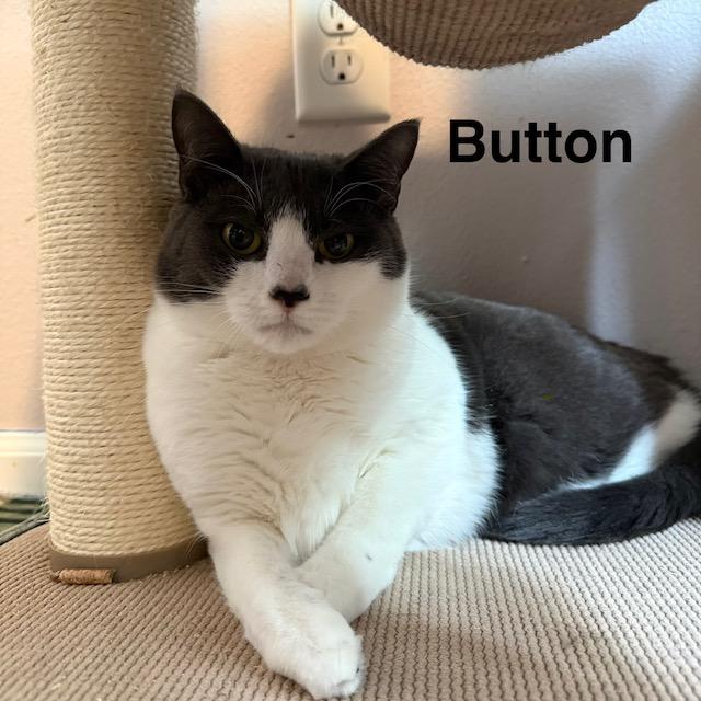 Button & Penny, a ADOPTABLE Domestic Short Hair in Olympia, WA image 2/4