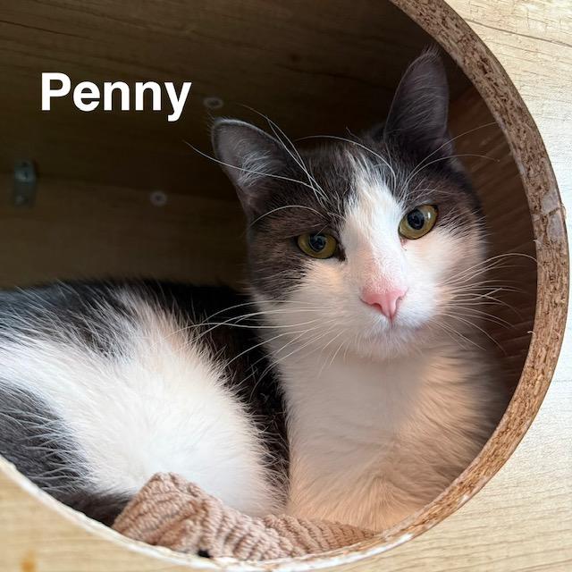Button & Penny, a ADOPTABLE Domestic Short Hair in Olympia, WA image 1/4