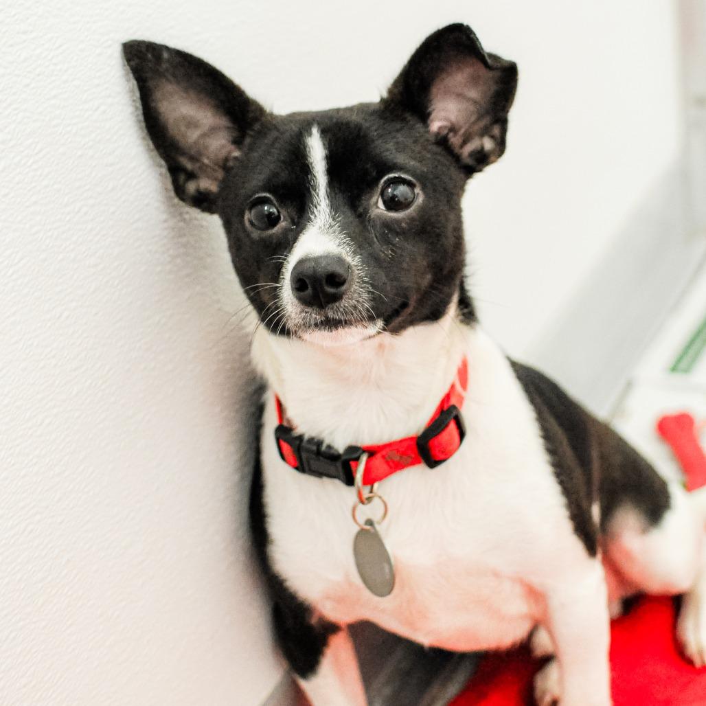 Enlarge Nico, a Adoptable mixed breed in Greensboro, GA image 1/2