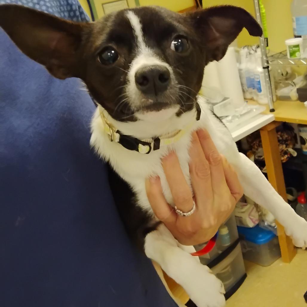 Enlarge Nico, a Adoptable mixed breed in Greensboro, GA image 2/2