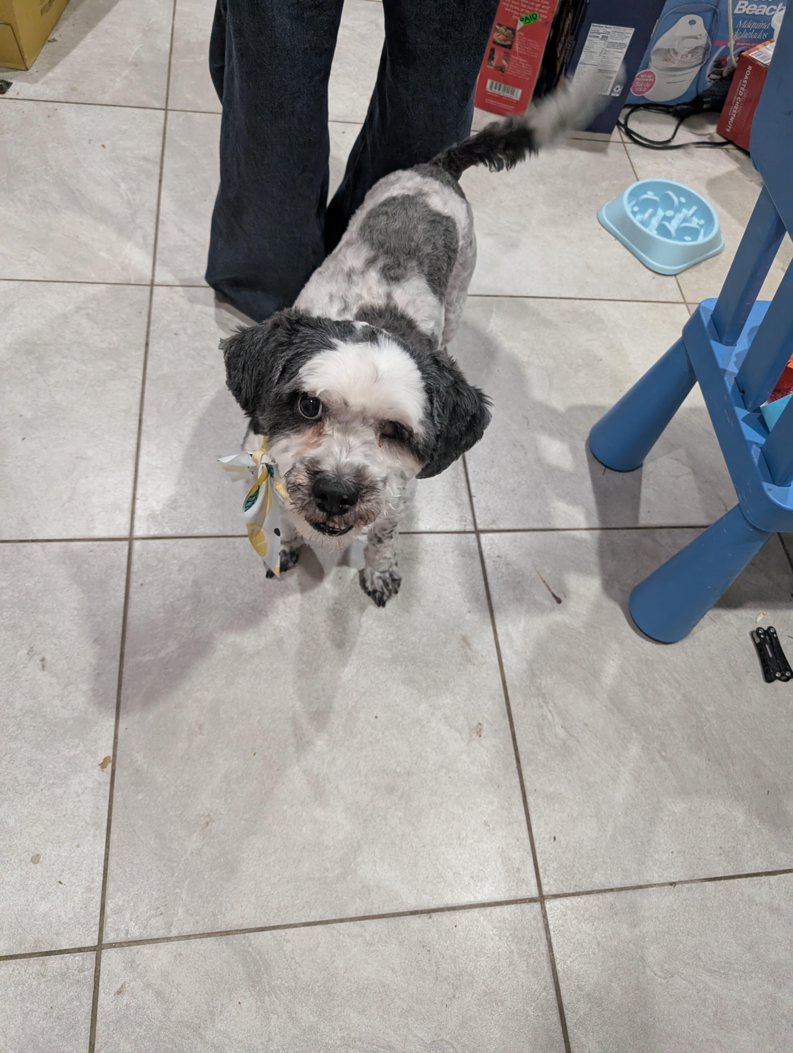 Enlarge Tuckin, a ADOPTABLE mixed breed in New York, NY image 2/4