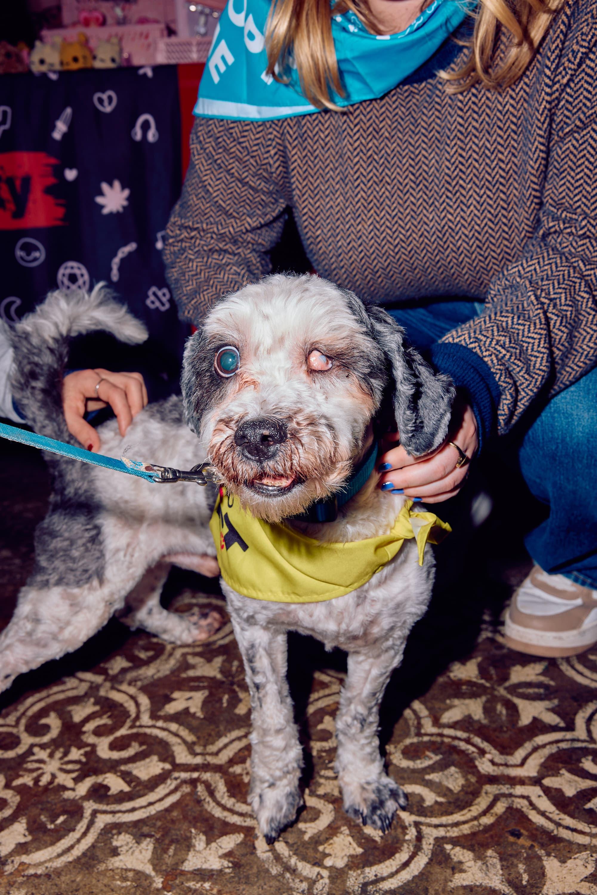 Tuckin, ADOPTABLE, Senior Male Shih poo.