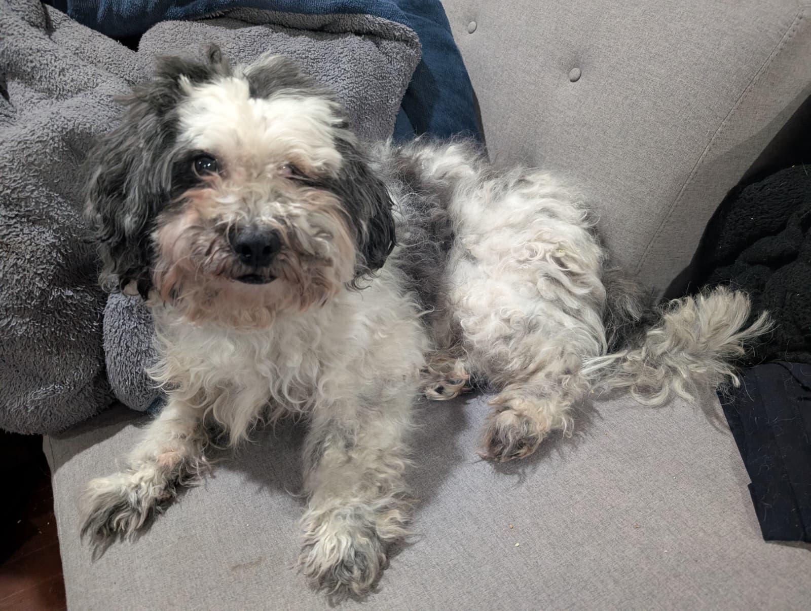 Enlarge Tuckin, a ADOPTABLE mixed breed in New York, NY image 4/4