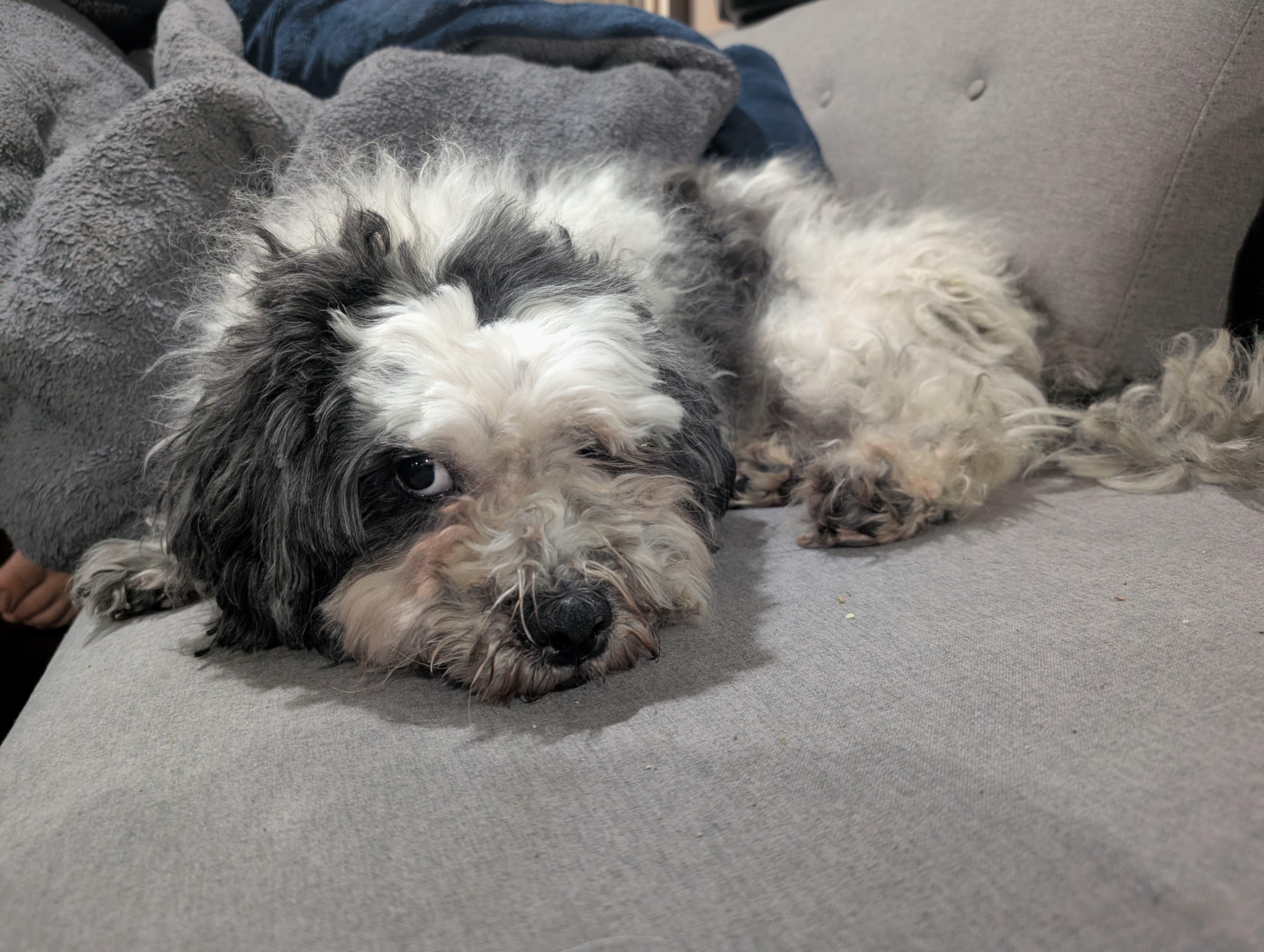 Enlarge Tuckin, a ADOPTABLE mixed breed in New York, NY image 3/4