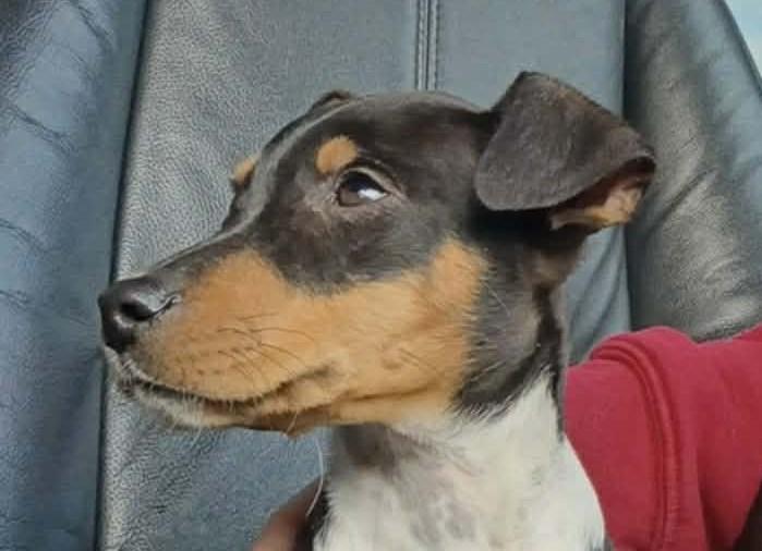 Enlarge Dewey, a ADOPTABLE mixed breed in Windsor, ON image 2/6