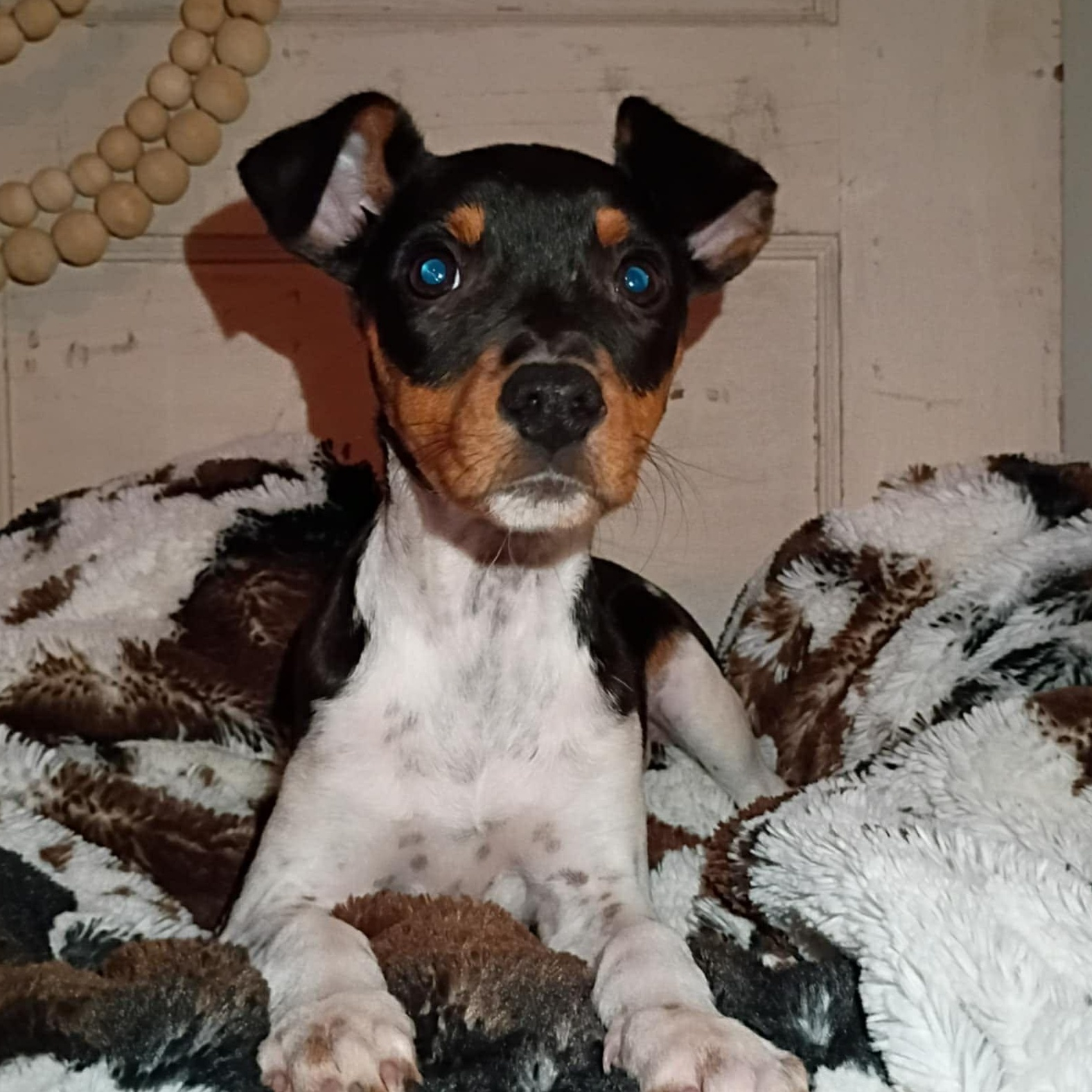 Enlarge Dewey, a ADOPTABLE mixed breed in Windsor, ON image 4/6