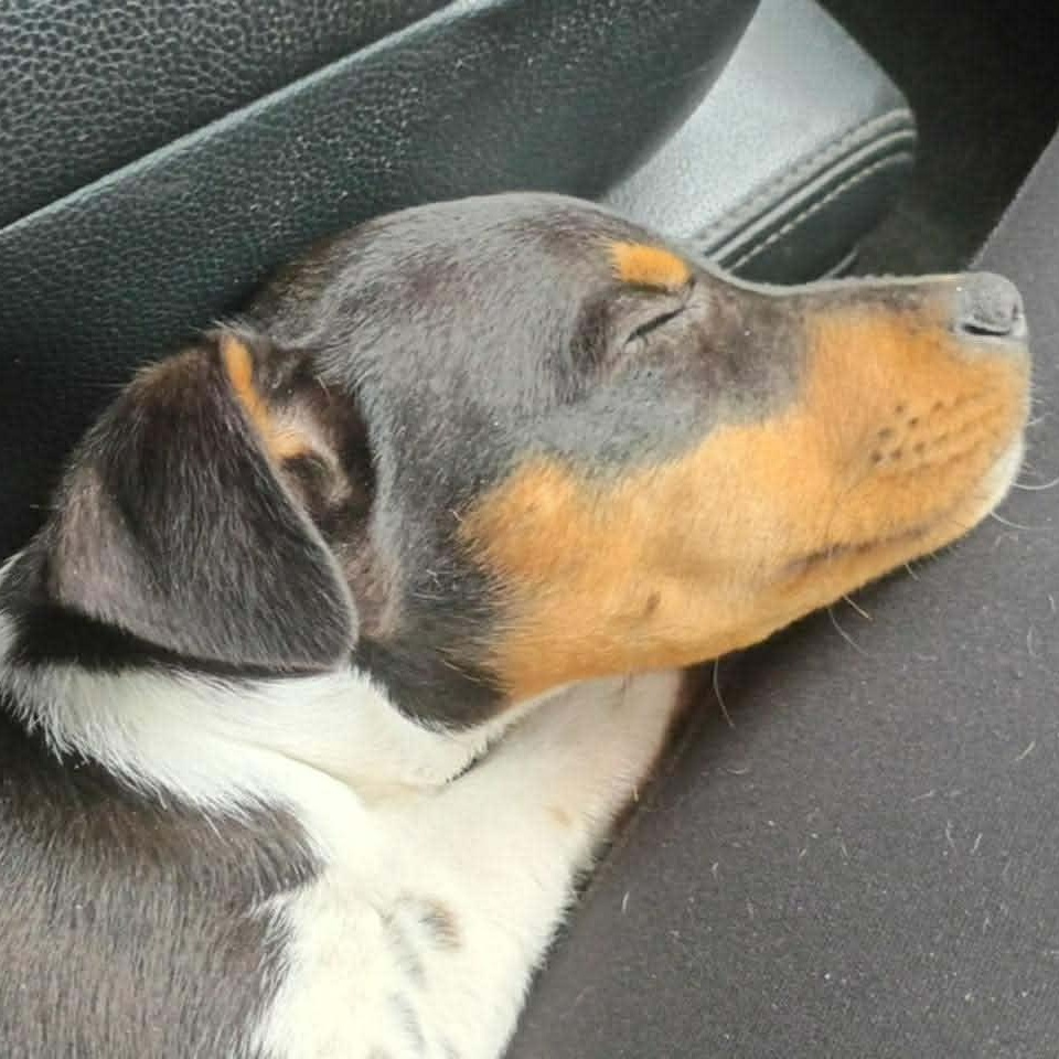 Enlarge Dewey, a ADOPTABLE mixed breed in Windsor, ON image 5/6