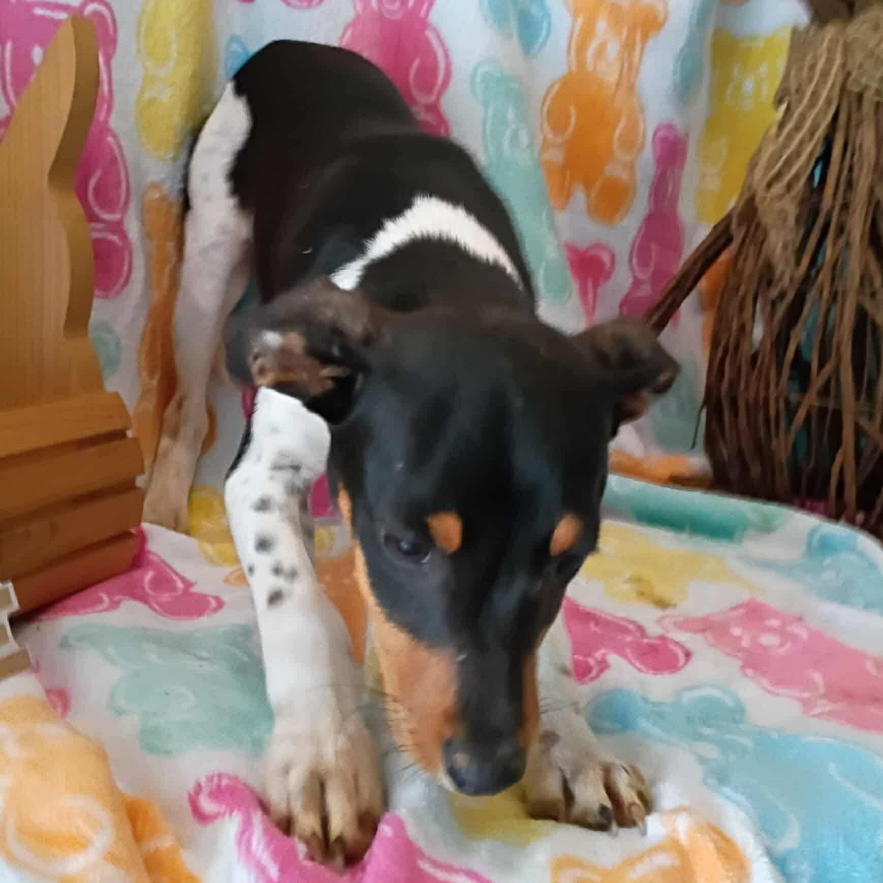 Enlarge Dewey, a ADOPTABLE mixed breed in Windsor, ON image 2/6