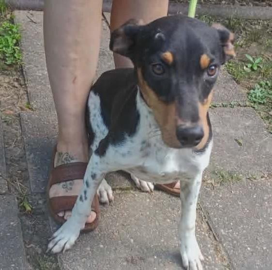 Dewey, a ADOPTABLE mixed breed in Windsor, ON image 1/6