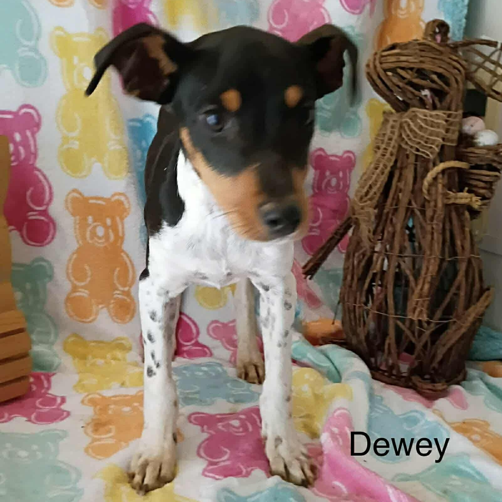Enlarge Dewey, a ADOPTABLE mixed breed in Windsor, ON image 3/6