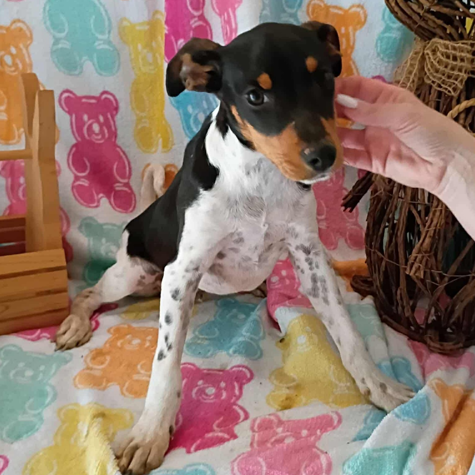 Enlarge Dewey, a ADOPTABLE mixed breed in Windsor, ON image 1/6