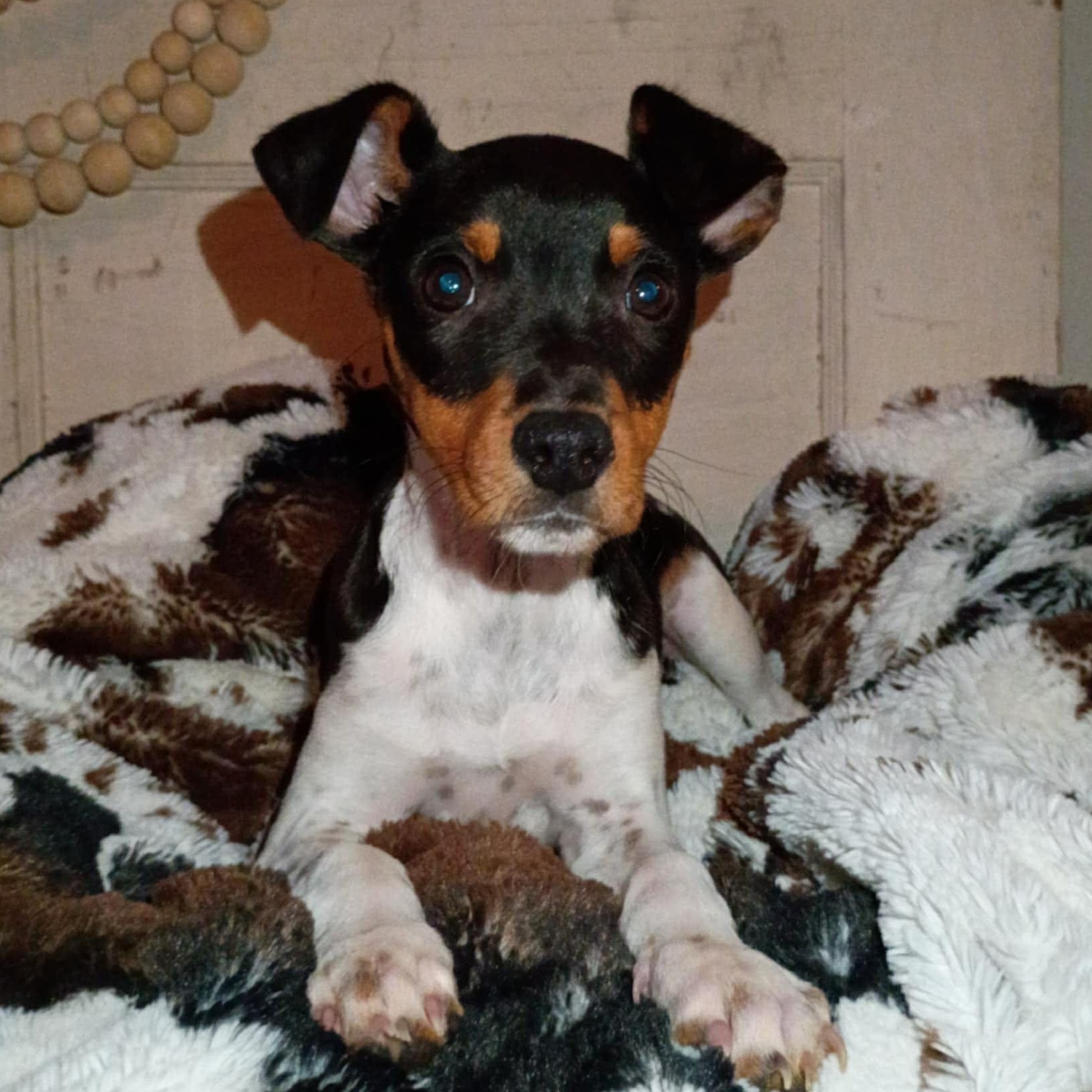 Enlarge Dewey, a ADOPTABLE mixed breed in Windsor, ON image 1/6