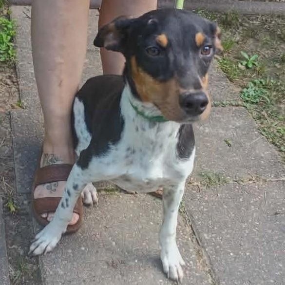 Dewey, a ADOPTABLE mixed breed in Windsor, ON image 2/6