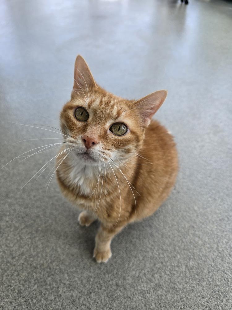 Isabella, Adoptable, Adult Female Domestic Short Hair.