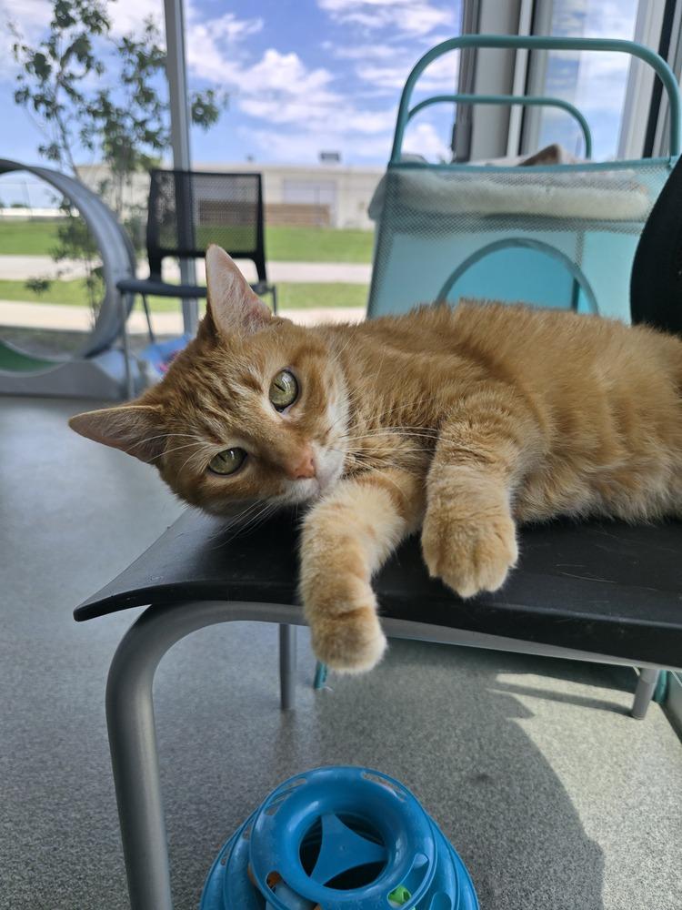 Isabella, a Adoptable Domestic Short Hair in Wellington, KS image 2/6