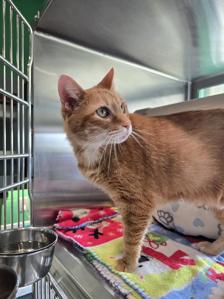 Isabella, a Adoptable Domestic Short Hair in Wellington, KS image 1/3