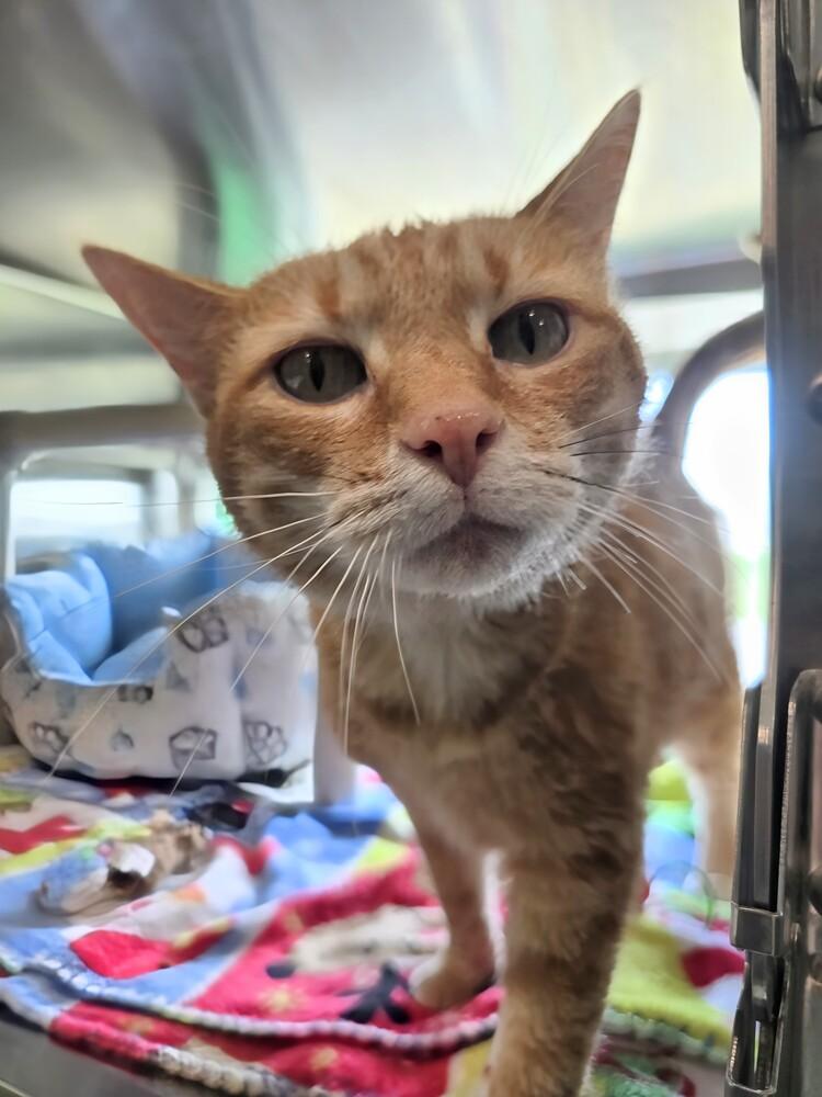 Isabella, a Adoptable Domestic Short Hair in Wellington, KS image 2/3