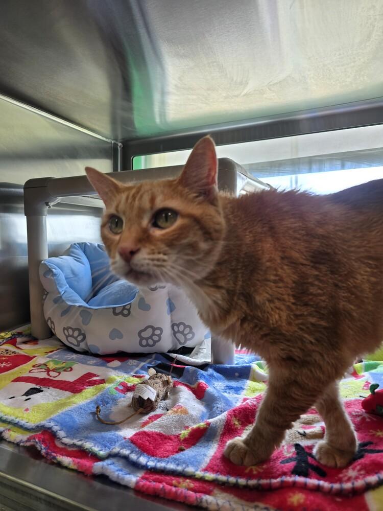 Isabella, a Adoptable Domestic Short Hair in Wellington, KS image 3/3