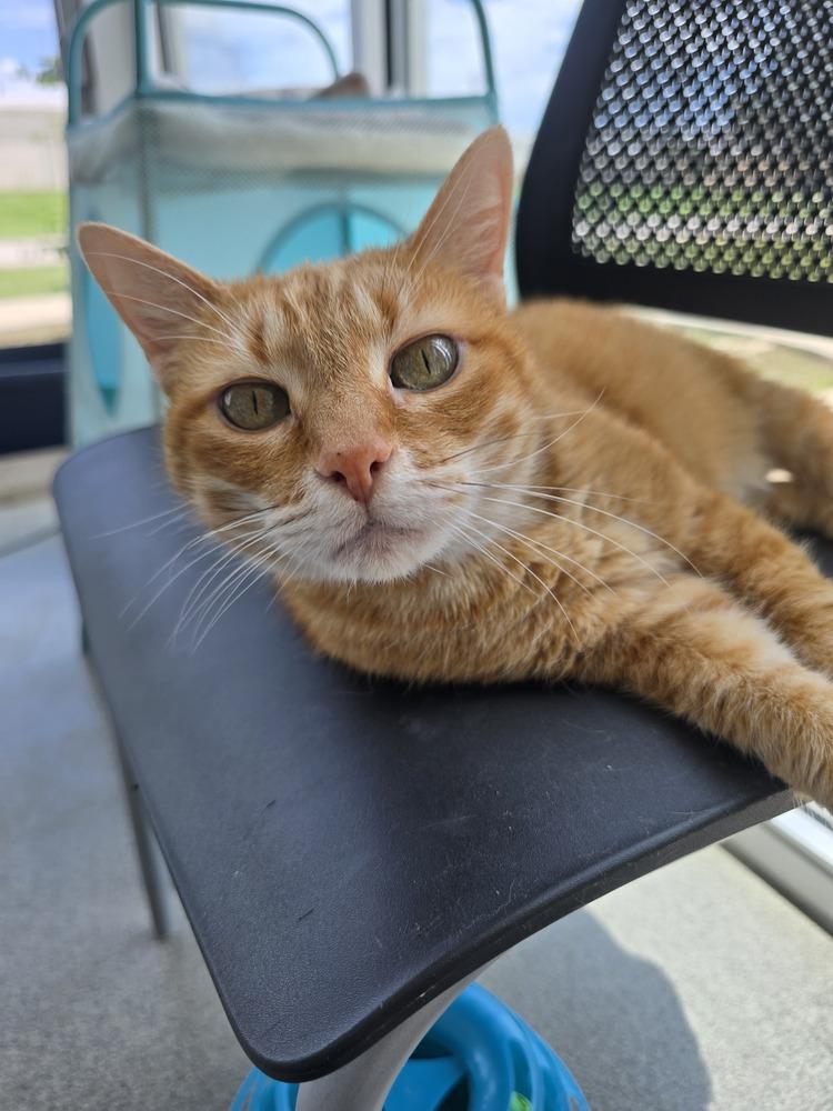 Isabella, a Adoptable Domestic Short Hair in Wellington, KS image 6/6