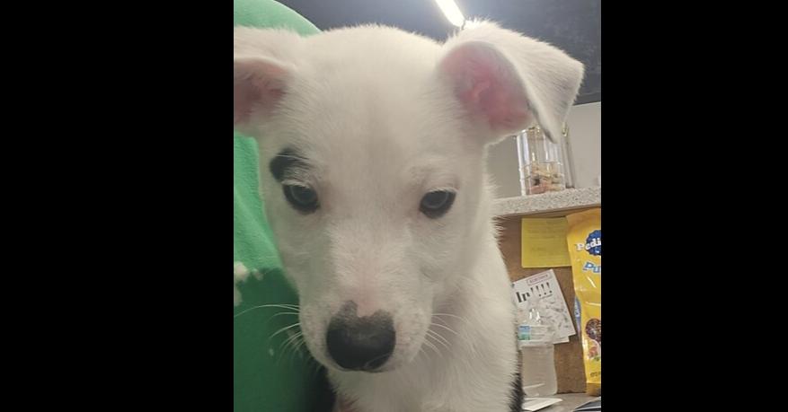 Enlarge Raphael, a Adoptable mixed breed in Papillion, NE image 1/1