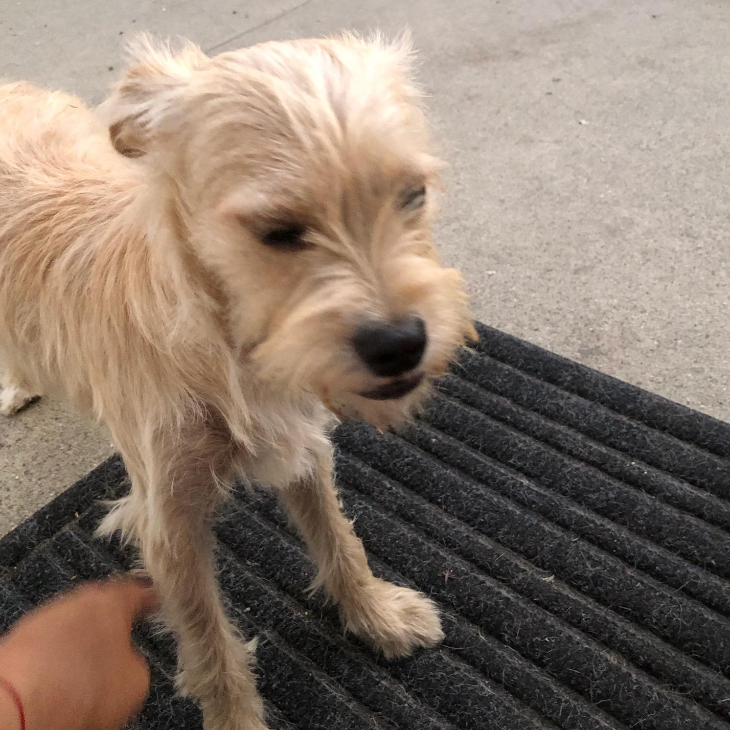 Enlarge Bonded pair , an adopted Terrier in Seal Beach, CA image 5/6