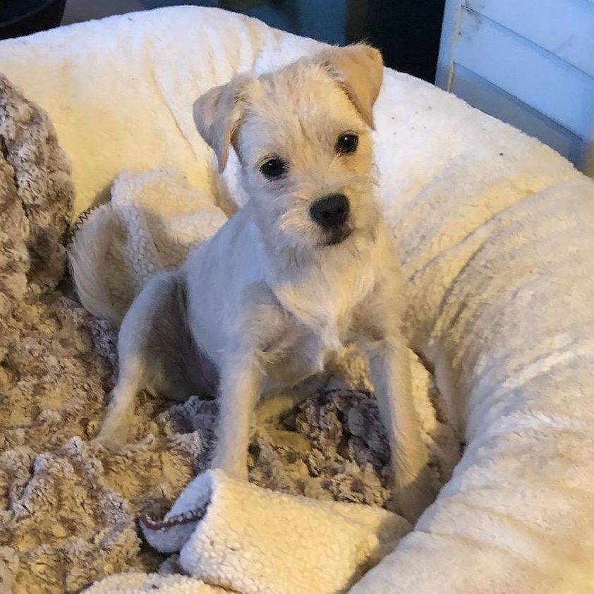 Enlarge Bonded pair , an adopted Terrier in Seal Beach, CA image 4/6