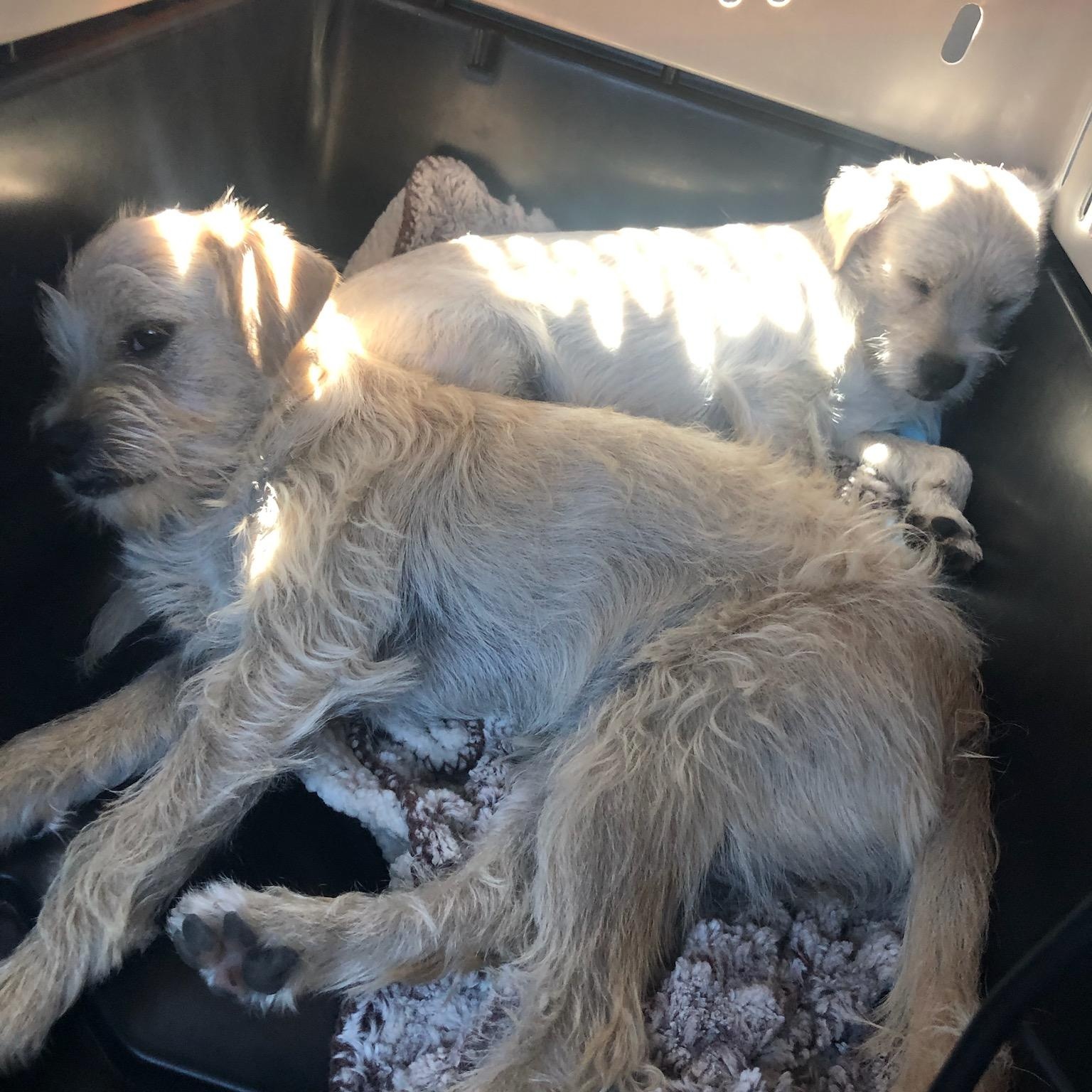 Enlarge Bonded pair , an adopted Terrier in Seal Beach, CA image 2/6