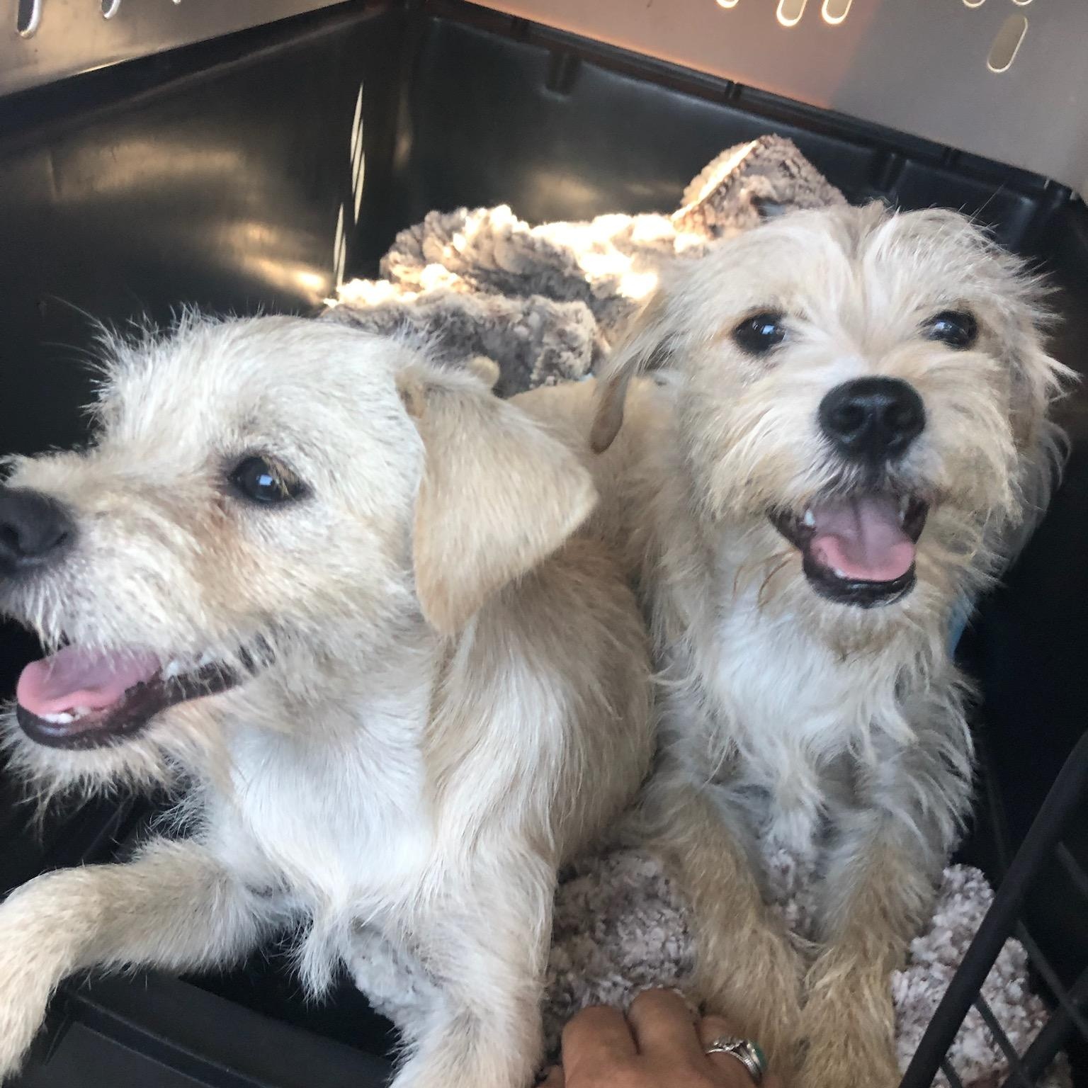 Enlarge Bonded pair , an adopted Terrier in Seal Beach, CA image 1/6