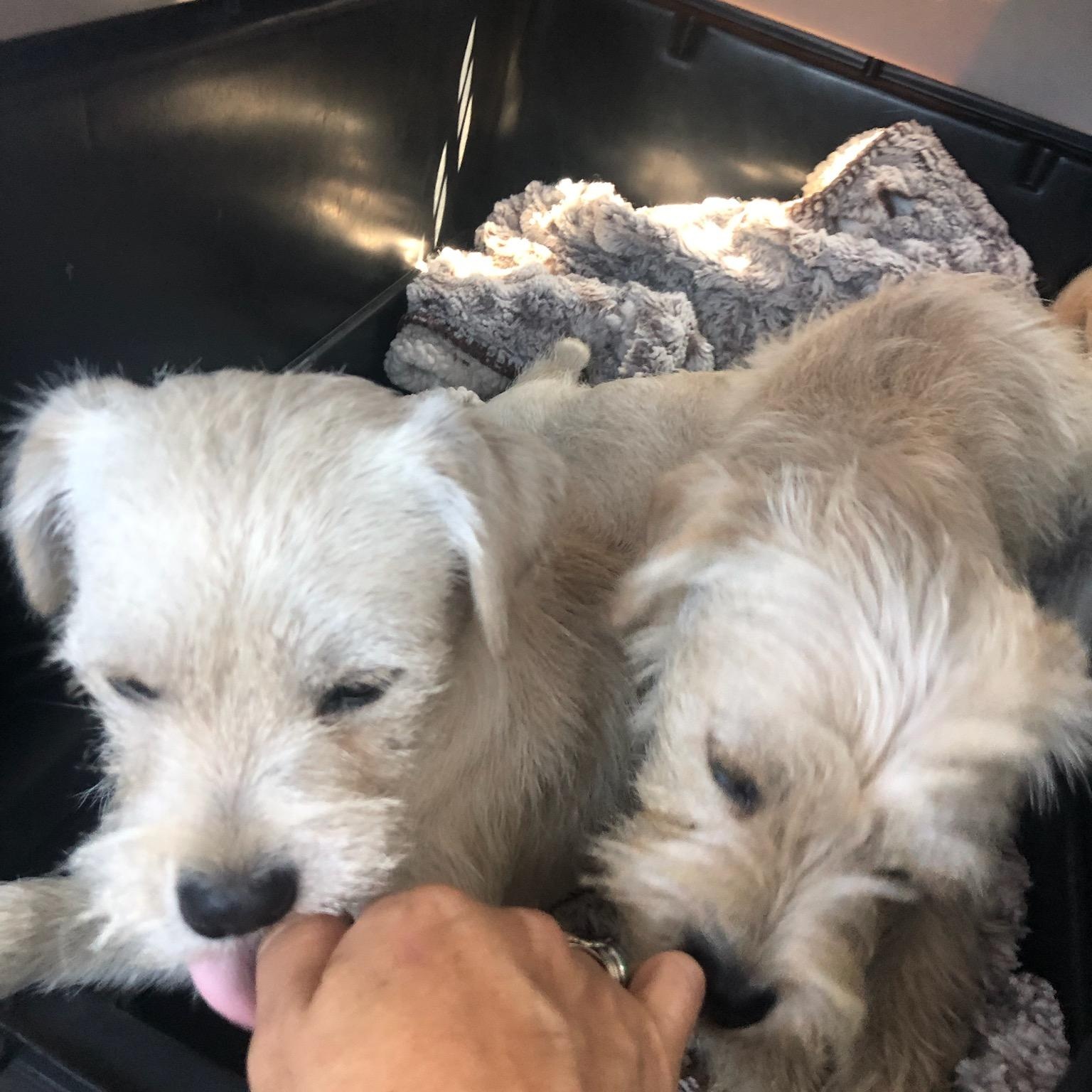 Enlarge Bonded pair , an adopted Terrier in Seal Beach, CA image 6/6