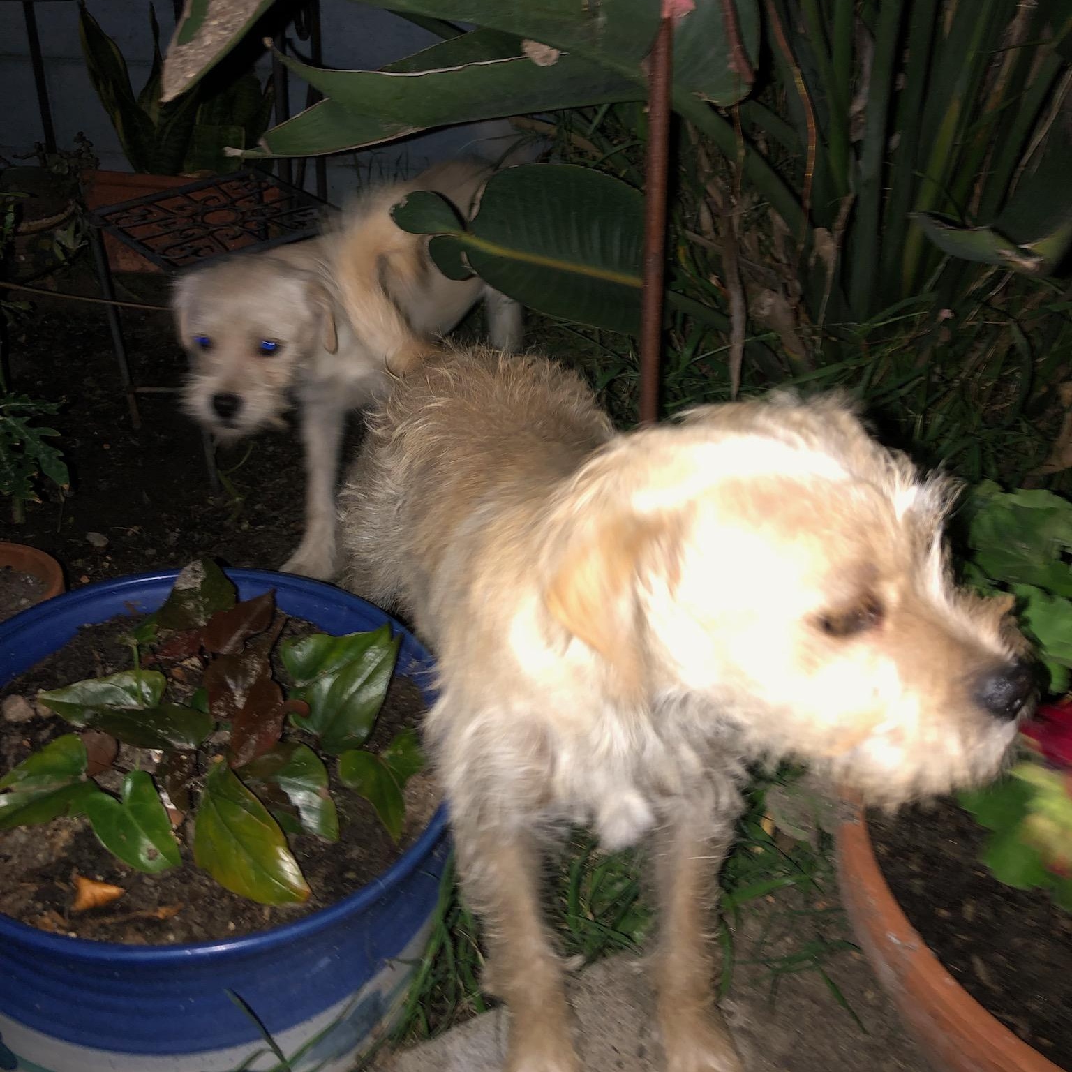 Enlarge Bonded pair , an adopted Terrier in Seal Beach, CA image 3/6