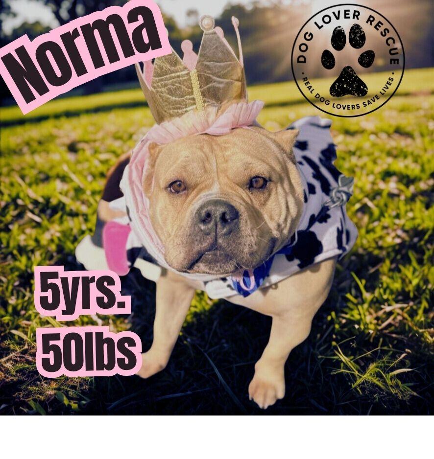 Norma, Adoptable, Adult Female American Bully.