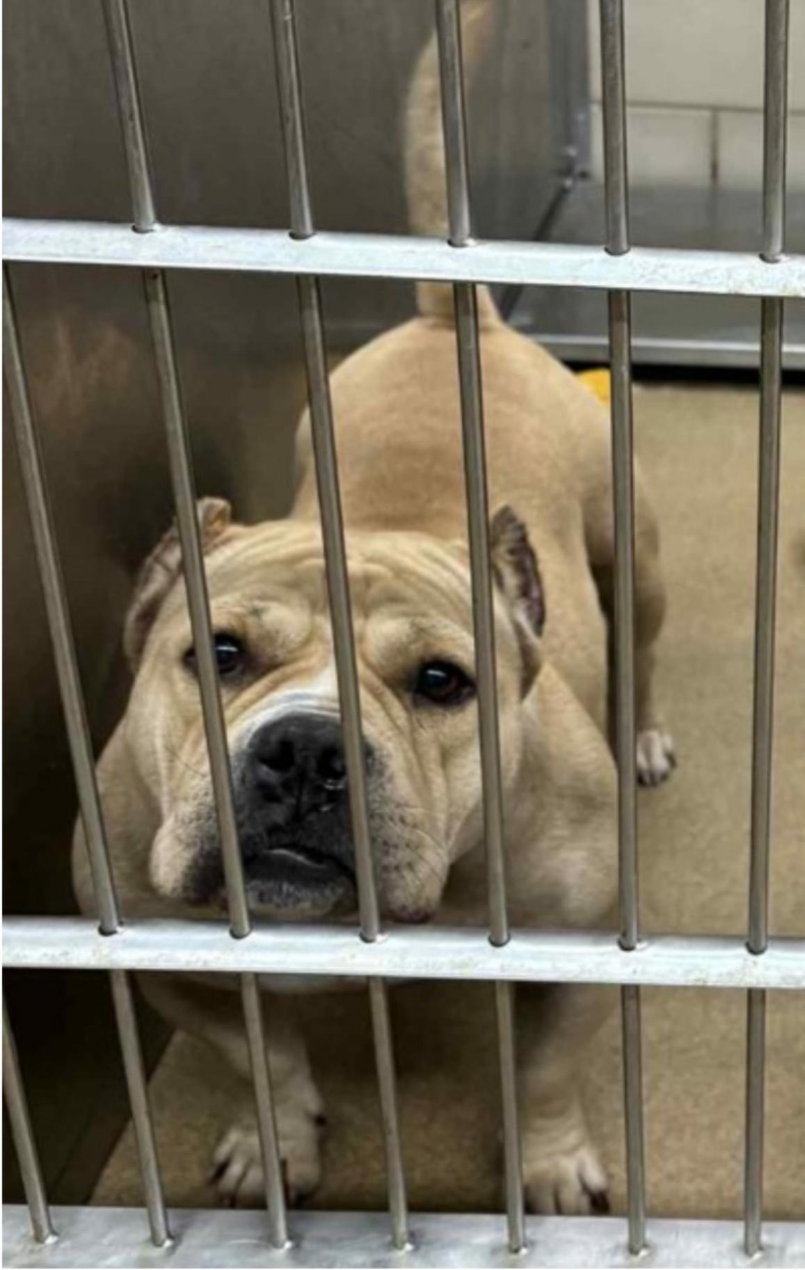 Enlarge Norma, an adopted American Bully in Ballston spa, NY image 3/5