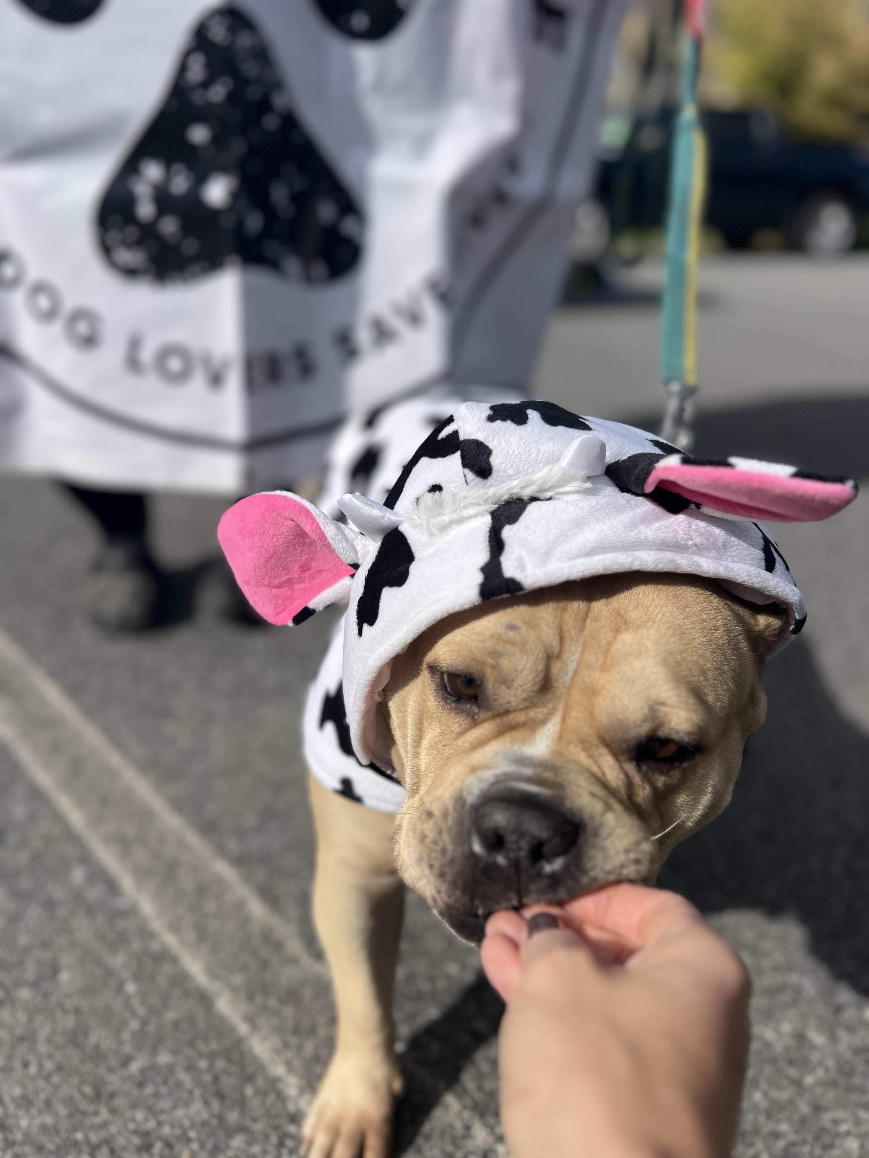 Enlarge Norma, an adopted American Bully in Ballston spa, NY image 5/5