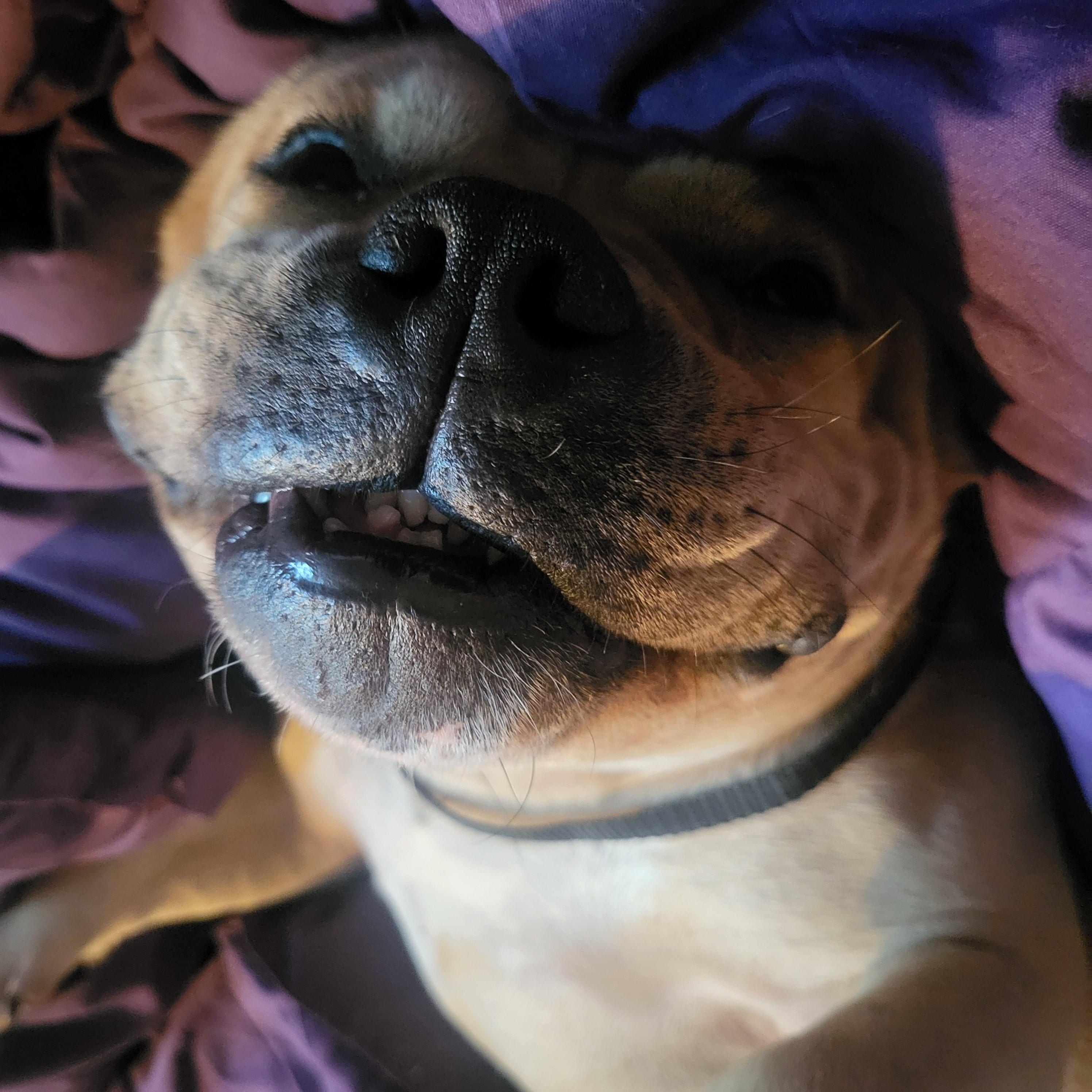 Enlarge Norma, an adopted American Bully in Ballston spa, NY image 4/5