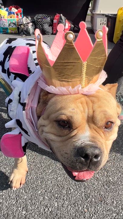 Enlarge Norma, an adopted American Bully in Ballston spa, NY video 2/5