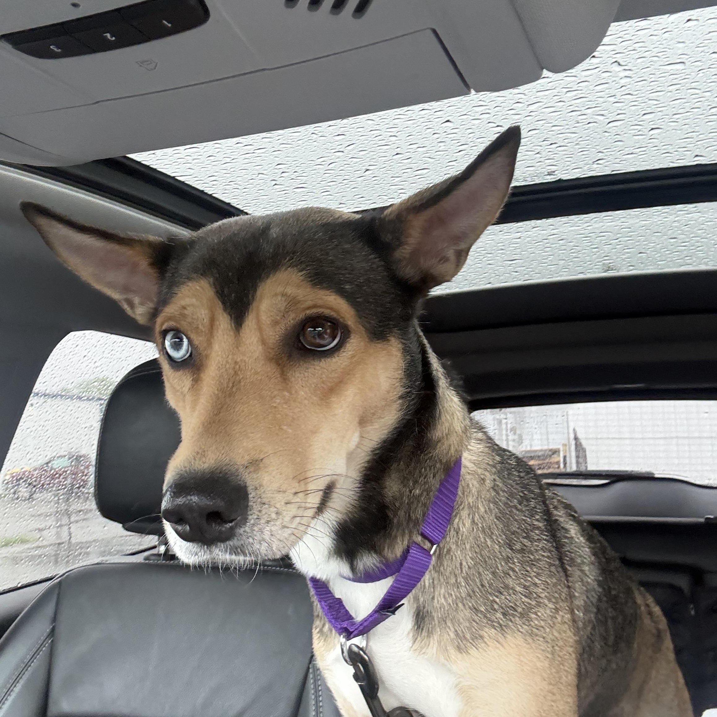 Enlarge Cici, a ADOPTABLE mixed breed in Indiana, PA image 4/4