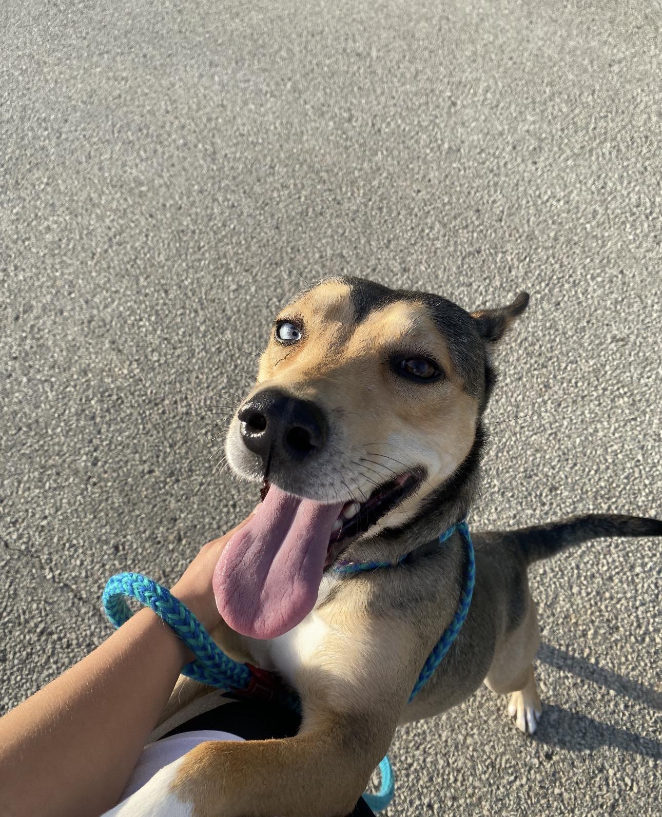 Enlarge Cici, a ADOPTABLE mixed breed in Indiana, PA image 1/4