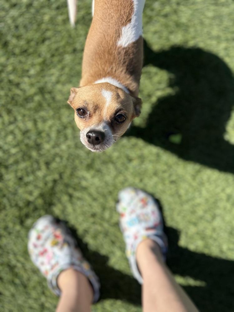 Coco, Adoptable, Adult Male Chihuahua.