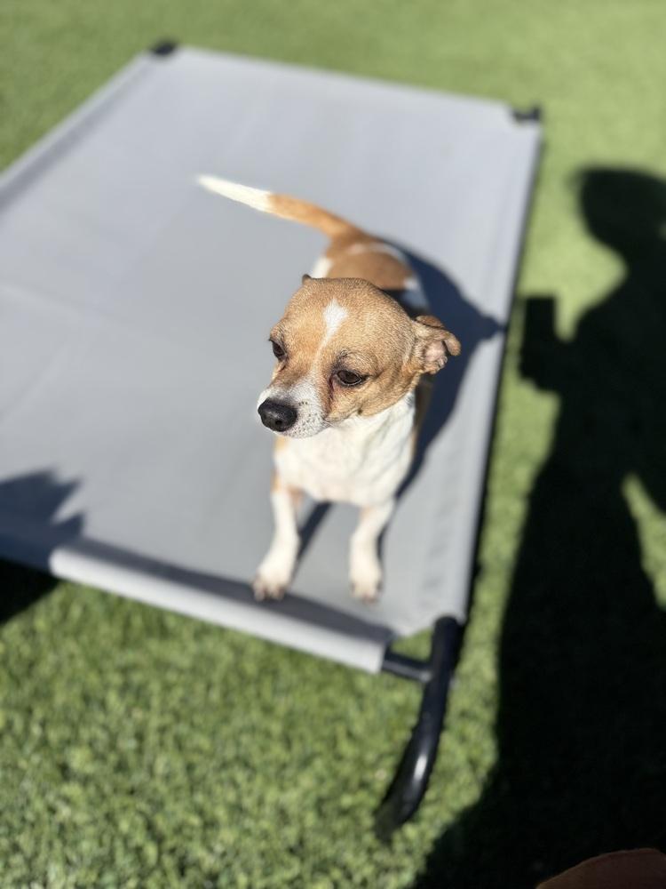 Coco, a Adoptable Chihuahua in Denver, CO image 6/6