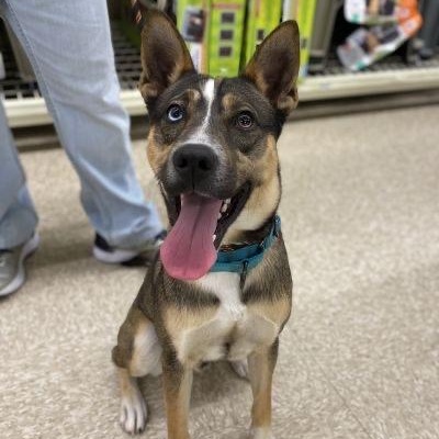 Enlarge Maverick, a Adoptable mixed breed in Sparta, NJ image 6/6