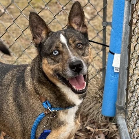 Enlarge Maverick, a Adoptable mixed breed in Sparta, NJ image 2/6