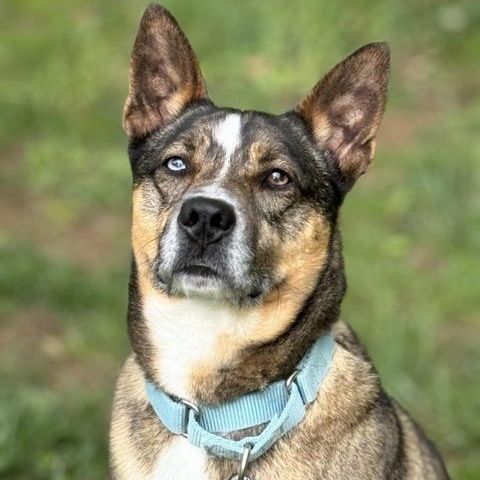 Enlarge Maverick, a Adoptable mixed breed in Sparta, NJ image 4/6
