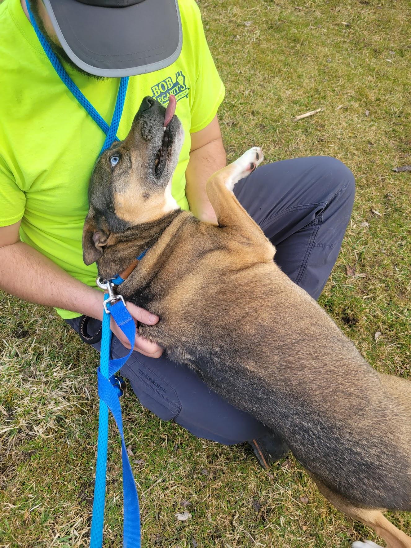 Enlarge Maverick, a Adoptable mixed breed in Sparta, NJ image 2/6
